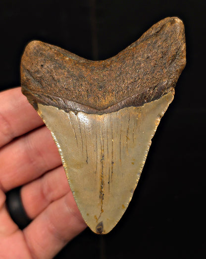 Real, 3.40" Fossil Megalodon Tooth - Meg Ledge, North Carolina