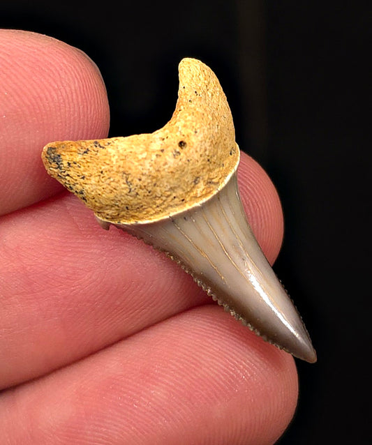 Colorful 1.13" Fossil Great White Tooth - Sacaco, Peru