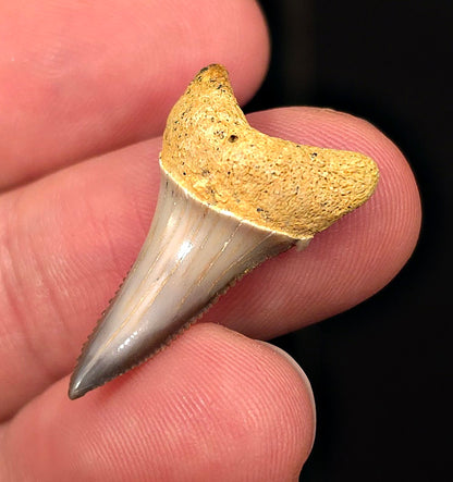 Colorful 1.13" Fossil Great White Tooth - Sacaco, Peru