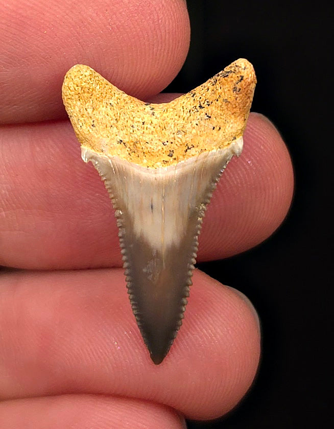 Colorful 1.13" Fossil Great White Tooth - Sacaco, Peru