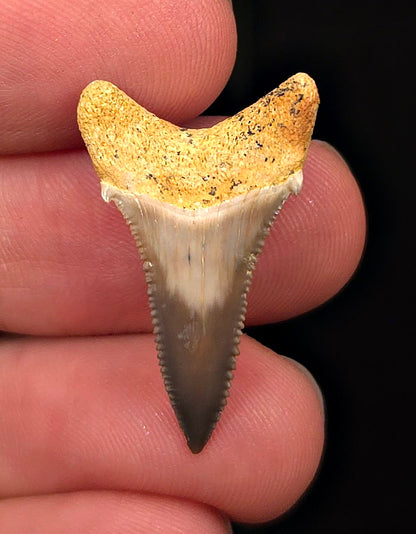 Colorful 1.13" Fossil Great White Tooth - Sacaco, Peru