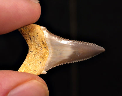 Colorful 1.13" Fossil Great White Tooth - Sacaco, Peru