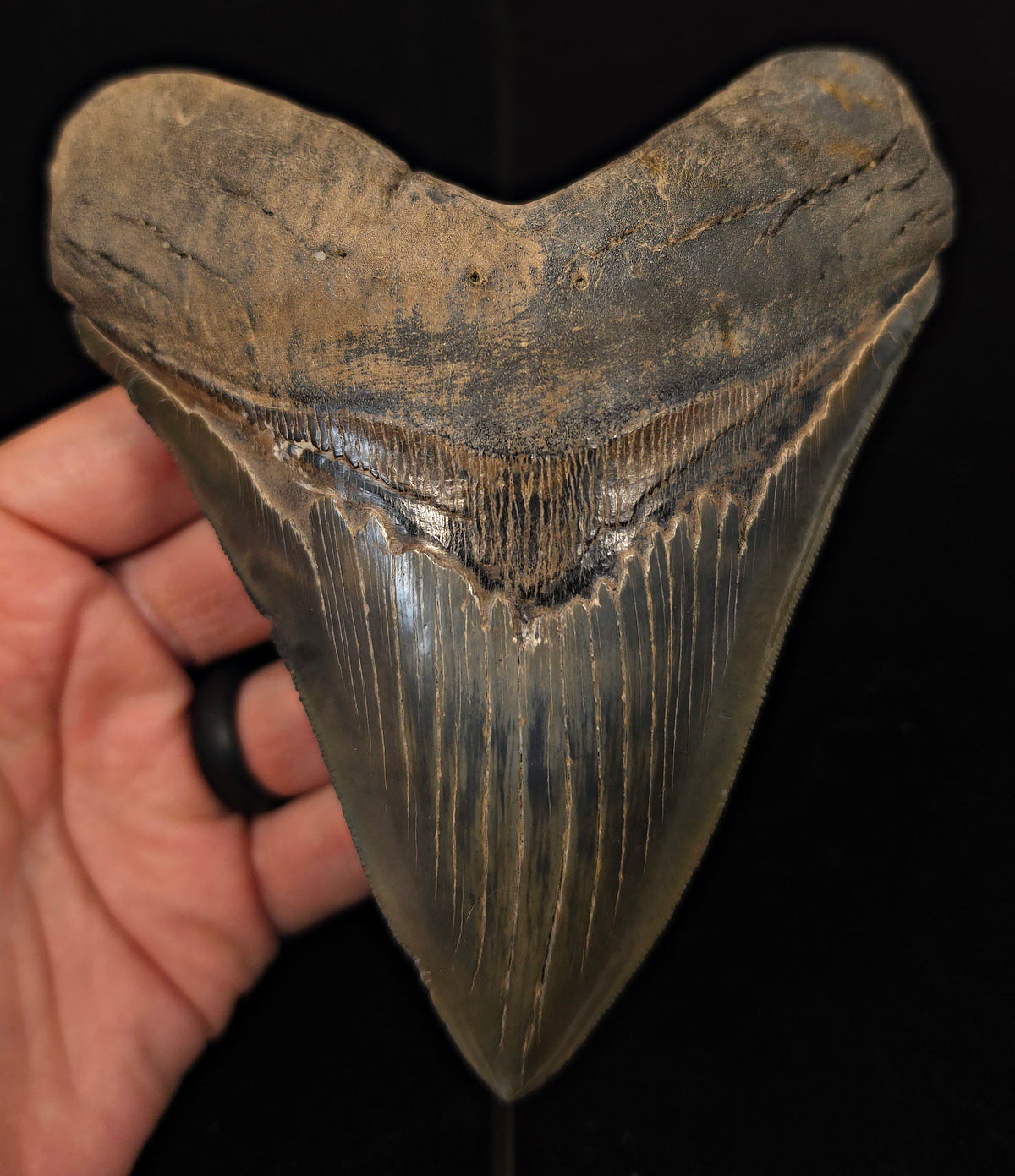 Huge & Wide, 5.78" Fossil Megalodon Tooth - Georgia
