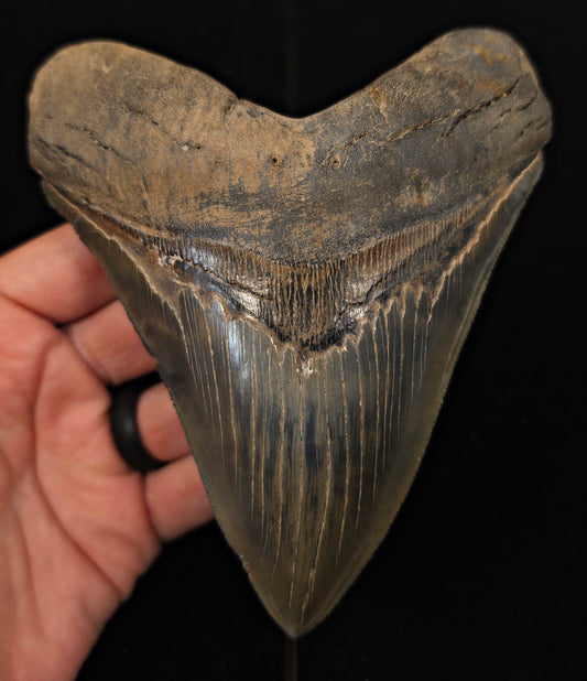 Huge & Wide, 5.78" Fossil Megalodon Tooth - Georgia