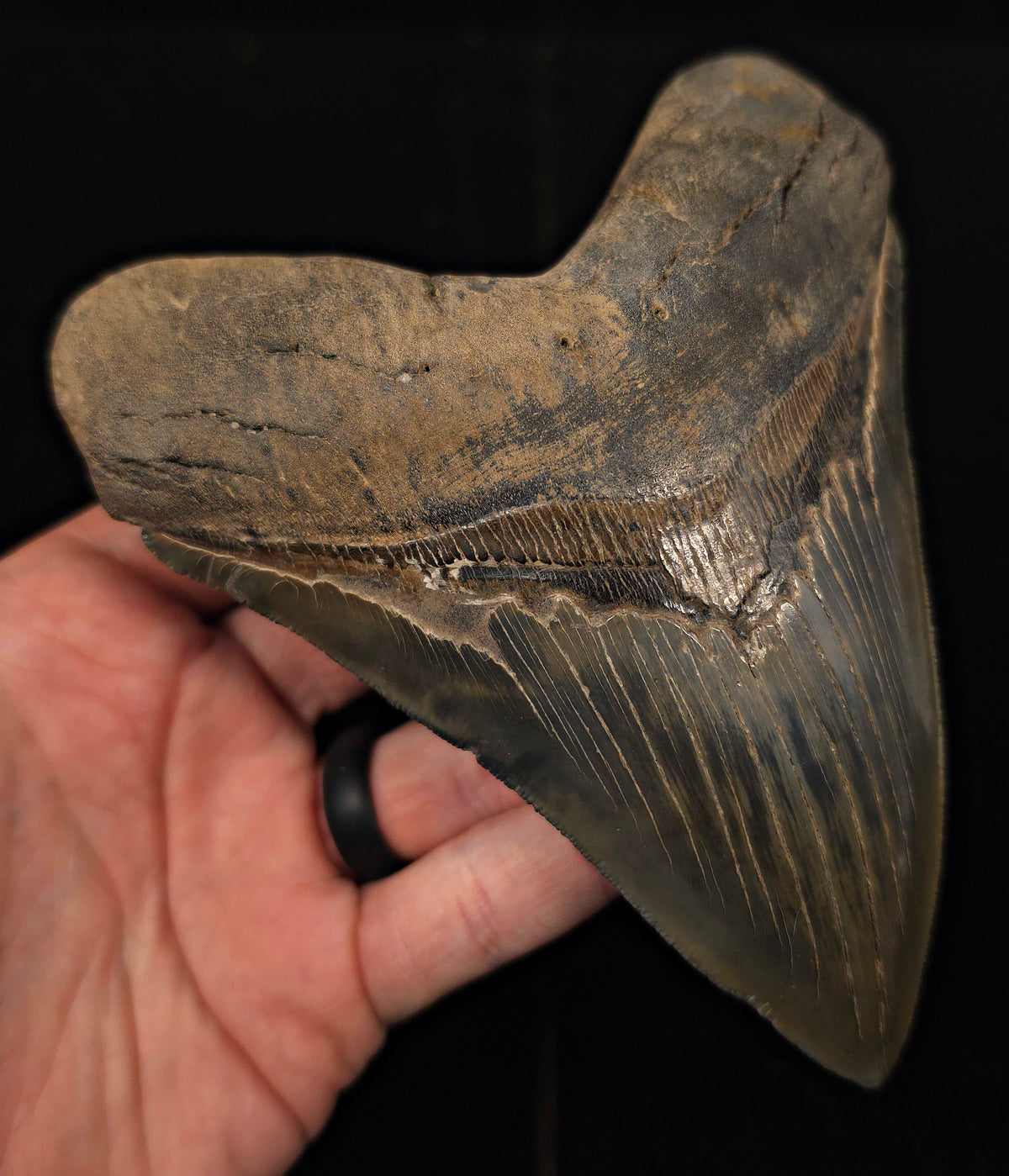 Huge & Wide, 5.78" Fossil Megalodon Tooth - Georgia