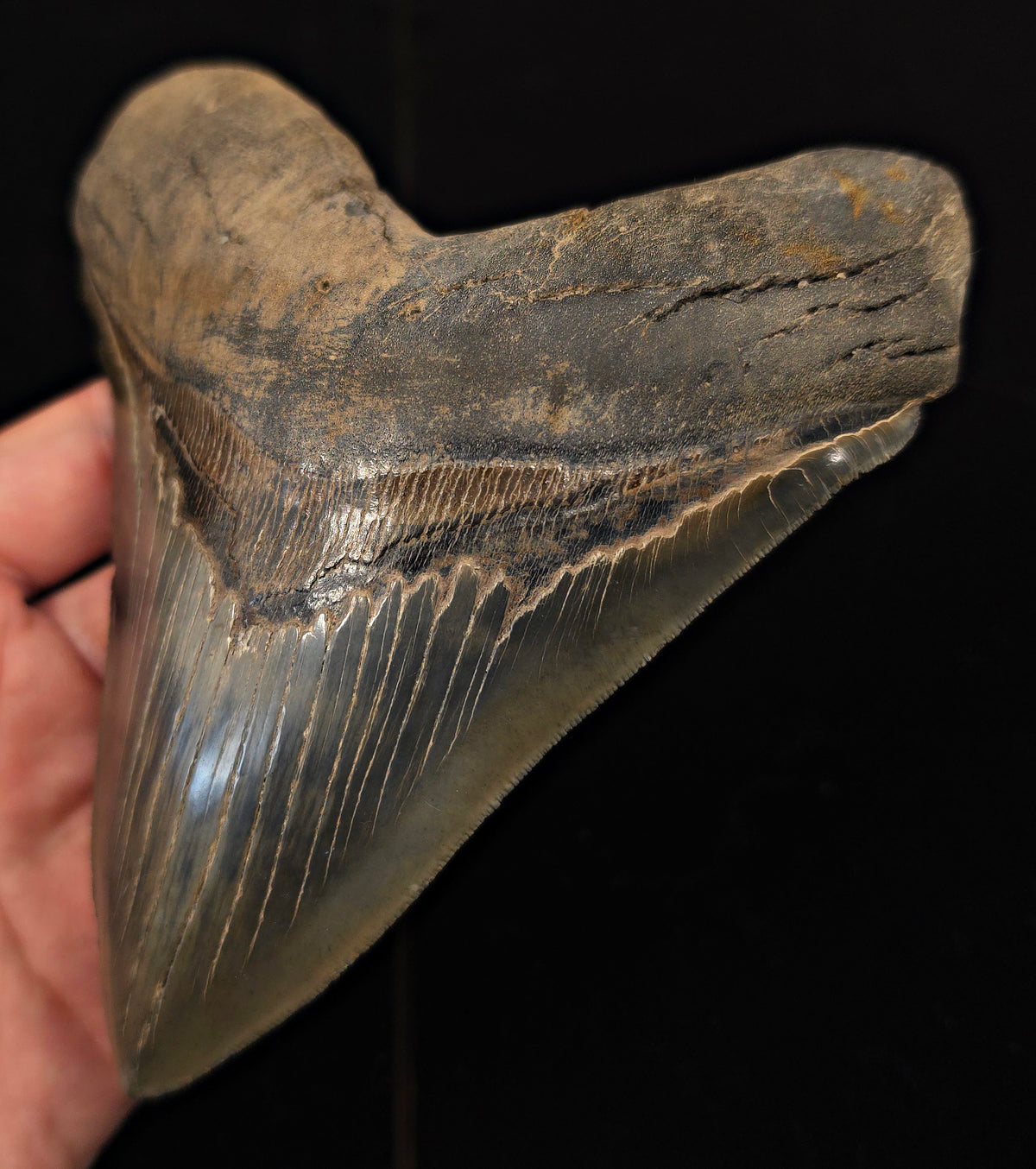 Huge & Wide, 5.78" Fossil Megalodon Tooth - Georgia