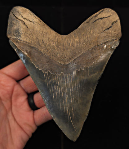 Huge & Wide, 5.78" Fossil Megalodon Tooth - Georgia