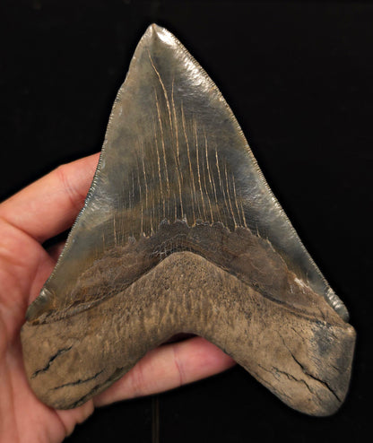 Huge & Wide, 5.78" Fossil Megalodon Tooth - Georgia