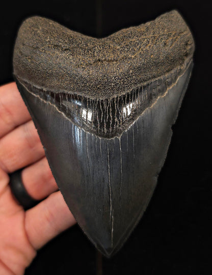 Serrated, 4.55" Fossil Megalodon Tooth - Georgia