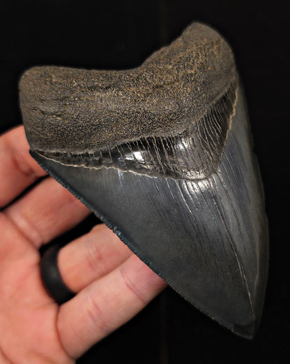 Serrated, 4.55" Fossil Megalodon Tooth - Georgia