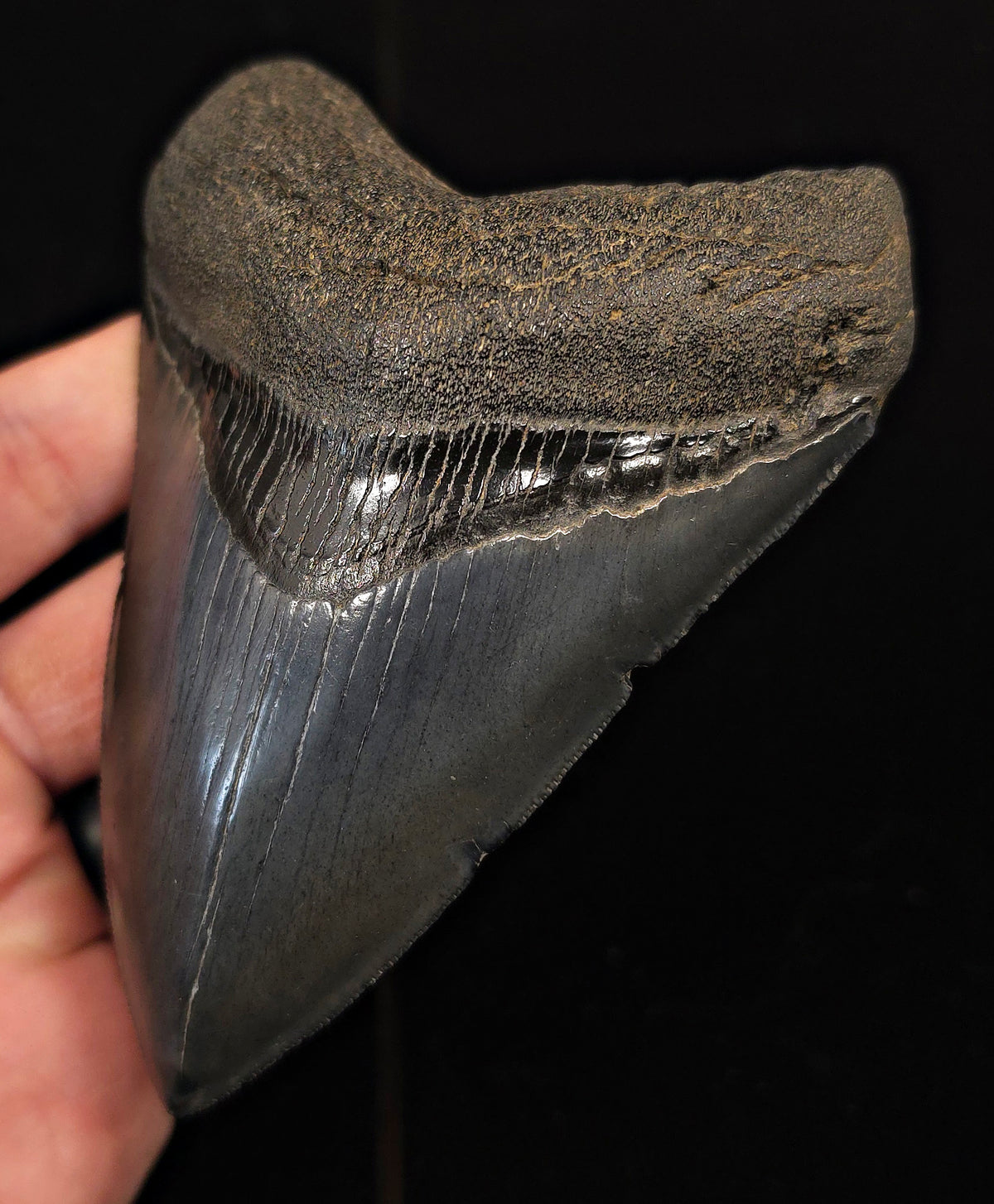 Serrated, 4.55" Fossil Megalodon Tooth - Georgia