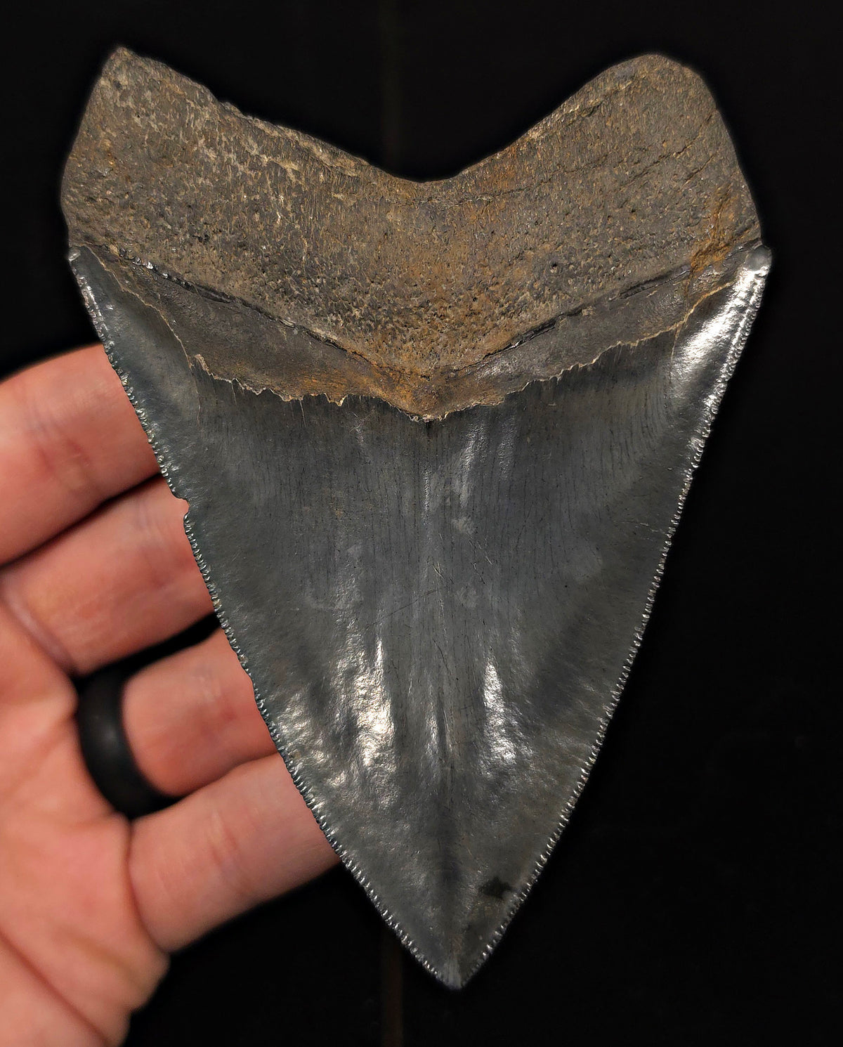 Serrated, 4.55" Fossil Megalodon Tooth - Georgia