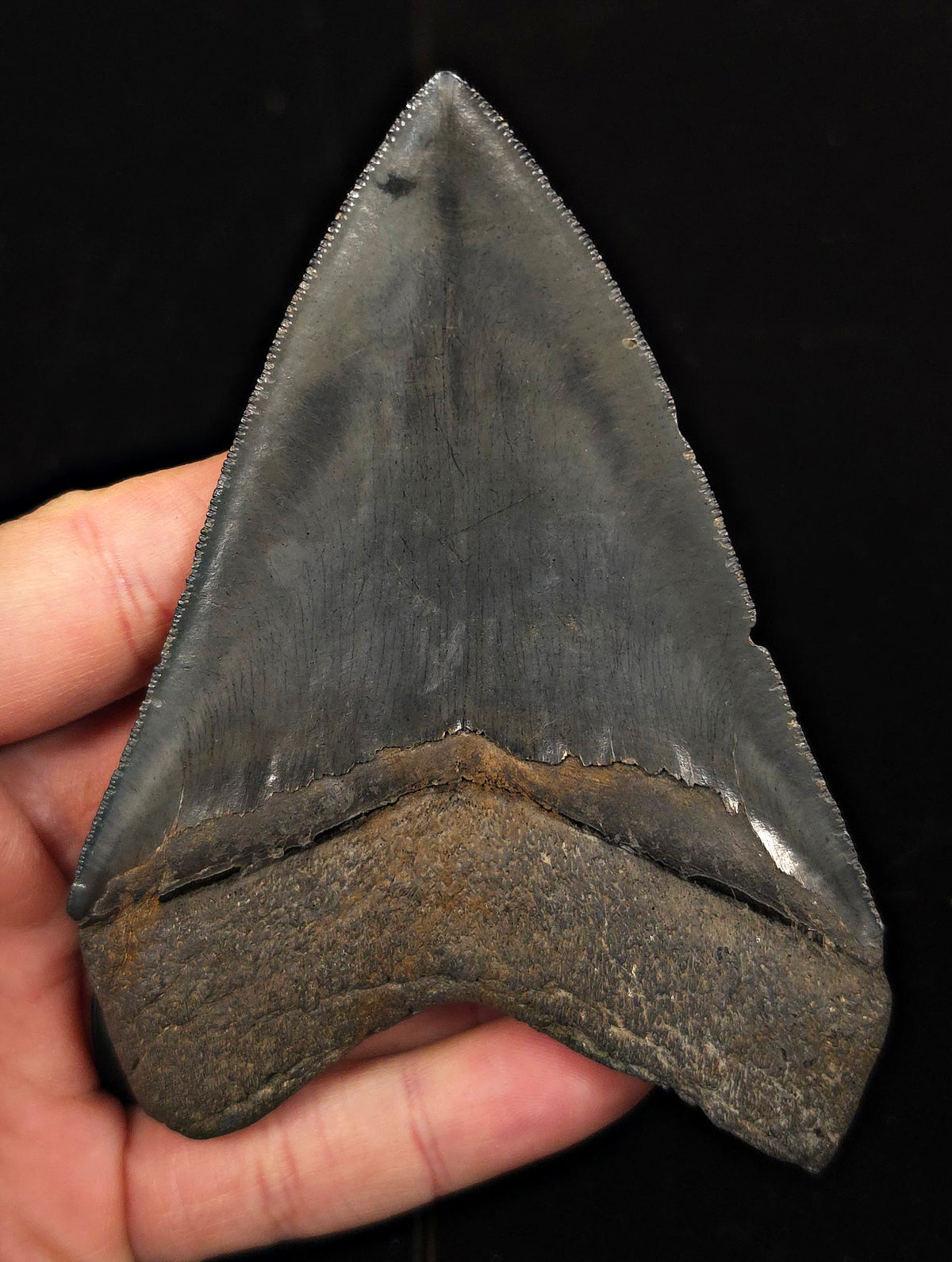 Serrated, 4.55" Fossil Megalodon Tooth - Georgia