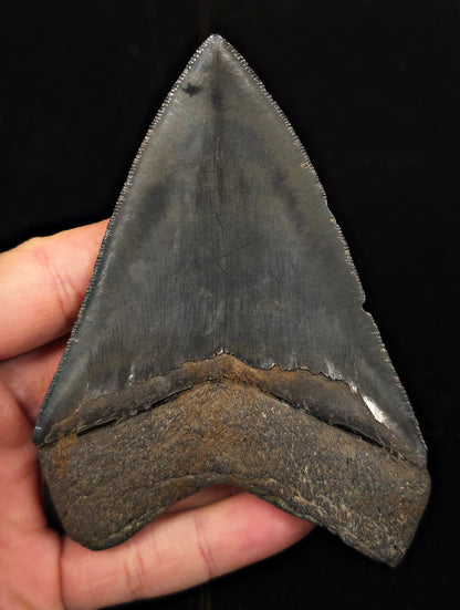 Serrated, 4.55" Fossil Megalodon Tooth - Georgia