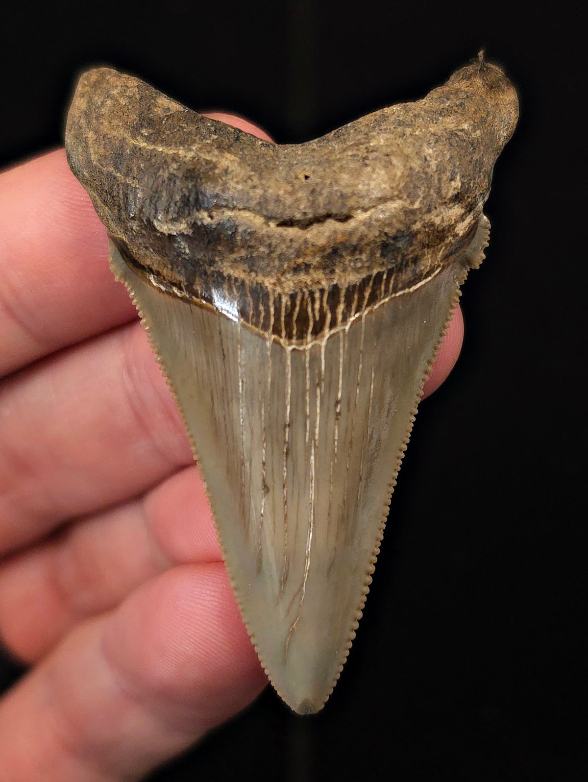 2.44" Fossil Angustidens Shark Tooth – South Carolina (Otodus angustidens) (Angy #3111)