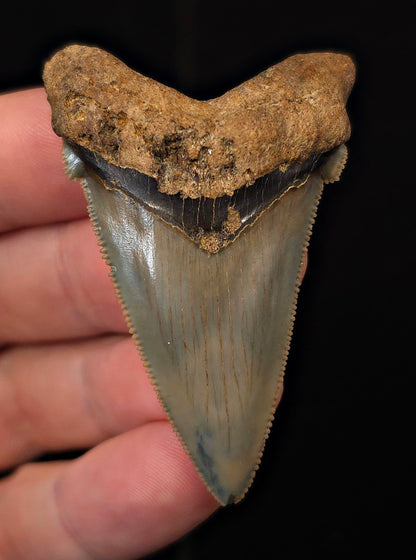 2.29" Fossil Angustidens Shark Tooth – South Carolina (Otodus angustidens) (Angy #3110)