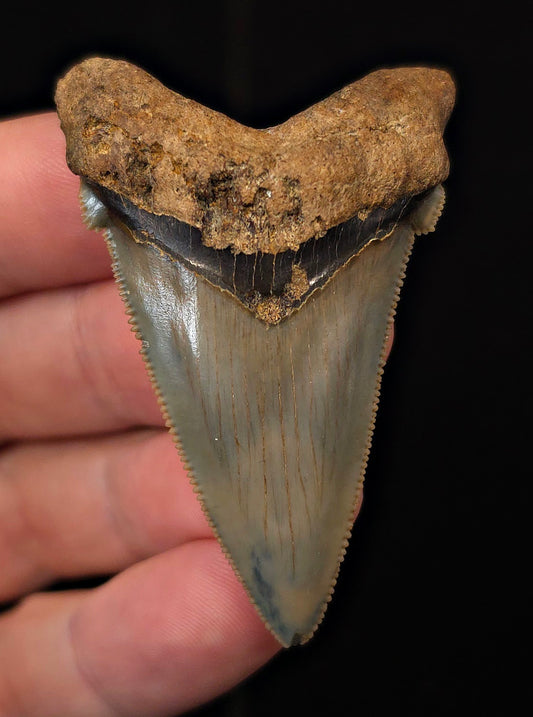 2.29" Fossil Angustidens Shark Tooth – South Carolina (Otodus angustidens) (Angy #3110)