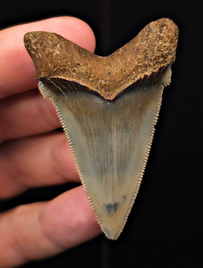 2.29" Fossil Angustidens Shark Tooth – South Carolina (Otodus angustidens) (Angy #3110)