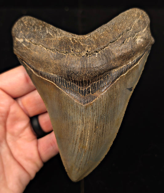 High-Quality, 5.30" Fossil Megalodon Tooth - St. Mary's River, Georgia