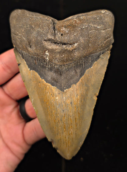 Authentic, 4.88" Fossil Megalodon Tooth - Meg Ledge, North Carolina