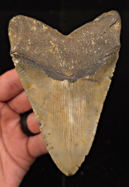 Authentic, 4.88" Fossil Megalodon Tooth - Meg Ledge, North Carolina