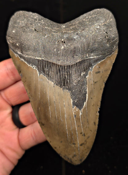 Authentic, 5.27" Fossil Megalodon Tooth - Meg Ledge, North Carolina