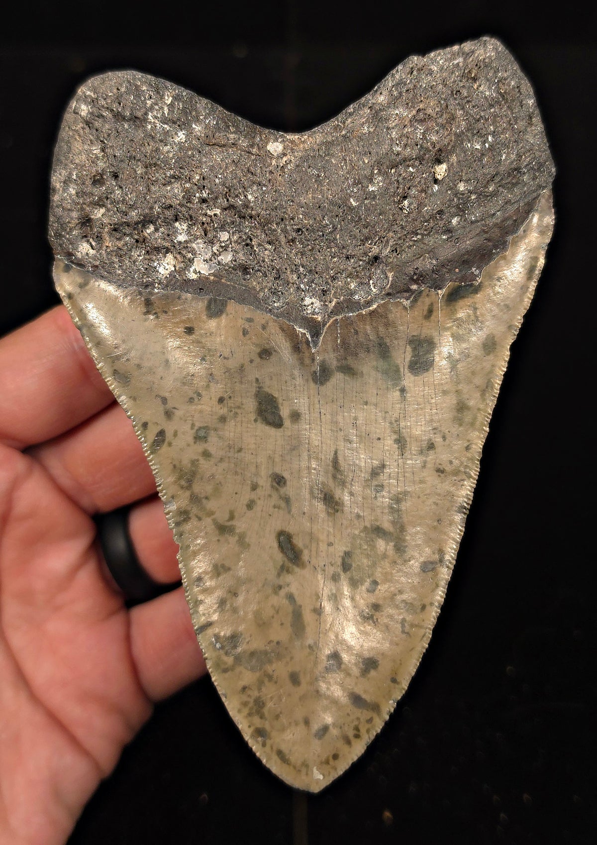 Authentic, 5.27" Fossil Megalodon Tooth - Meg Ledge, North Carolina