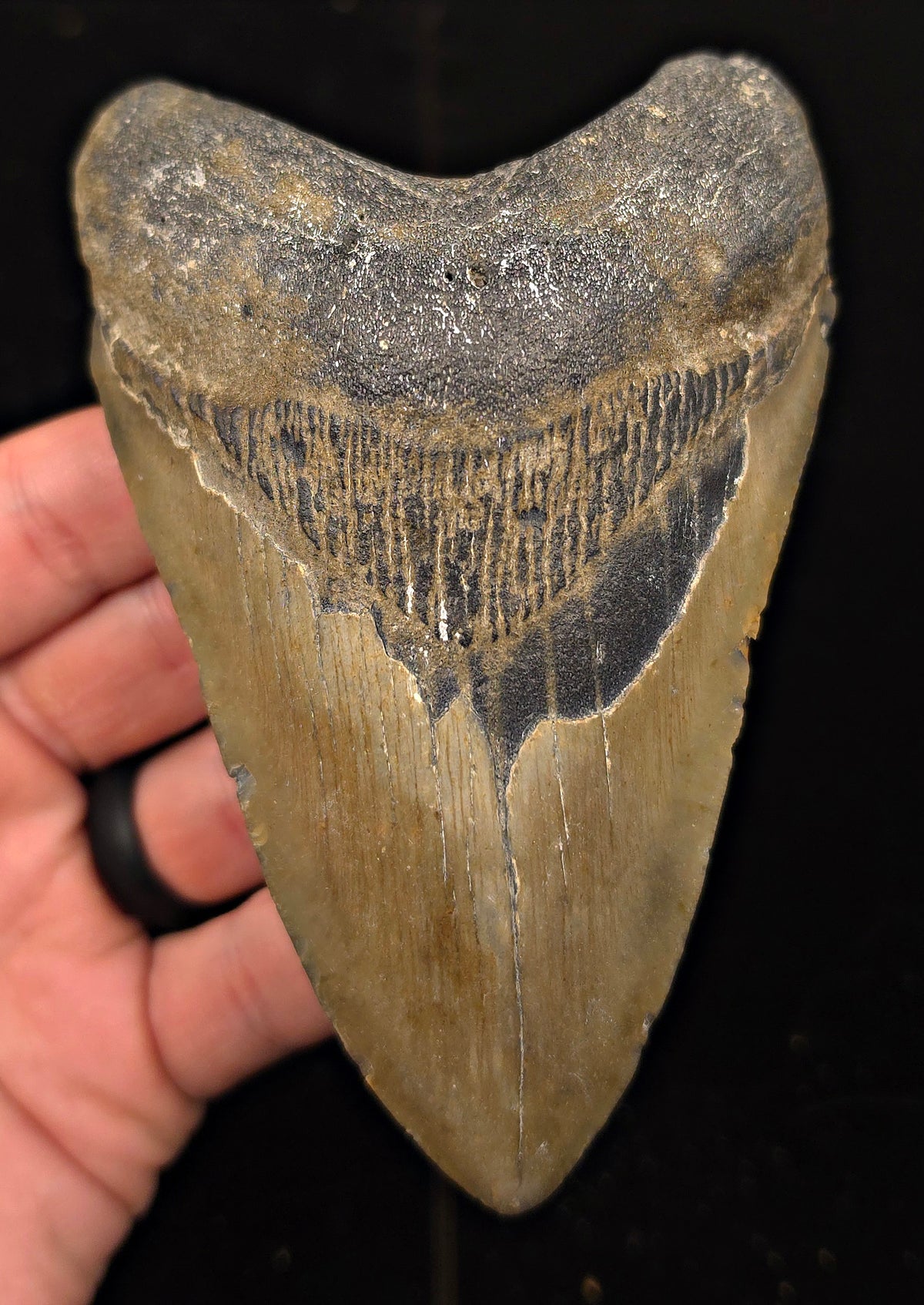 Authentic, 4.98" Fossil Megalodon Tooth - Meg Ledge, North Carolina