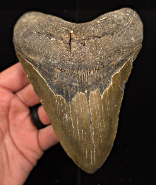 Authentic, 5.77" Fossil Megalodon Tooth - Meg Ledge, North Carolina