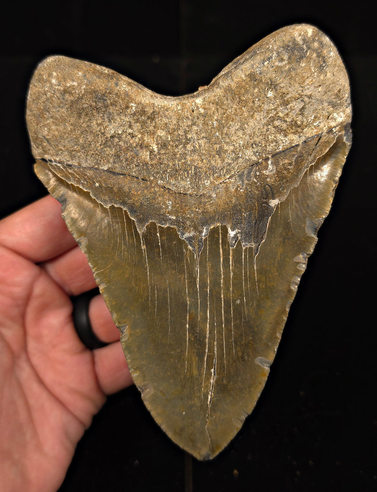Authentic, 5.77" Fossil Megalodon Tooth - Meg Ledge, North Carolina