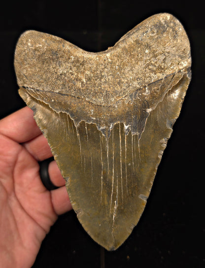 Authentic, 5.77" Fossil Megalodon Tooth - Meg Ledge, North Carolina