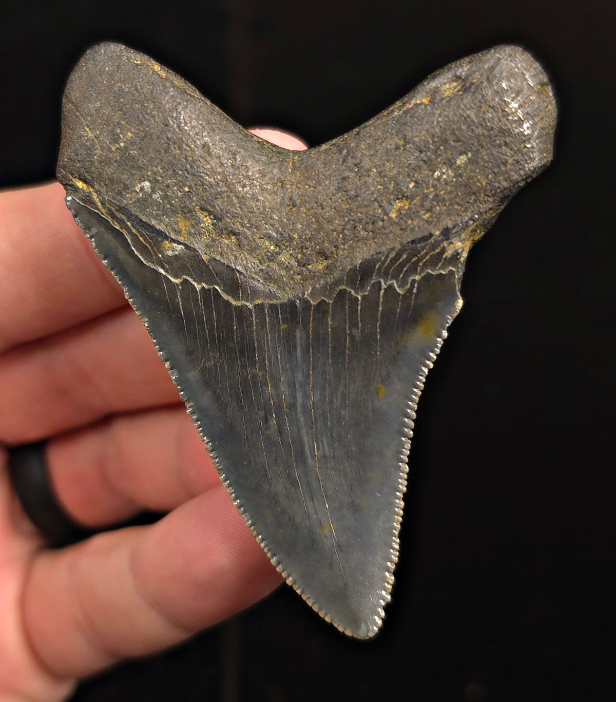 Authentic, 2.87" Fossil Megalodon Tooth - Charleston, South Carolina