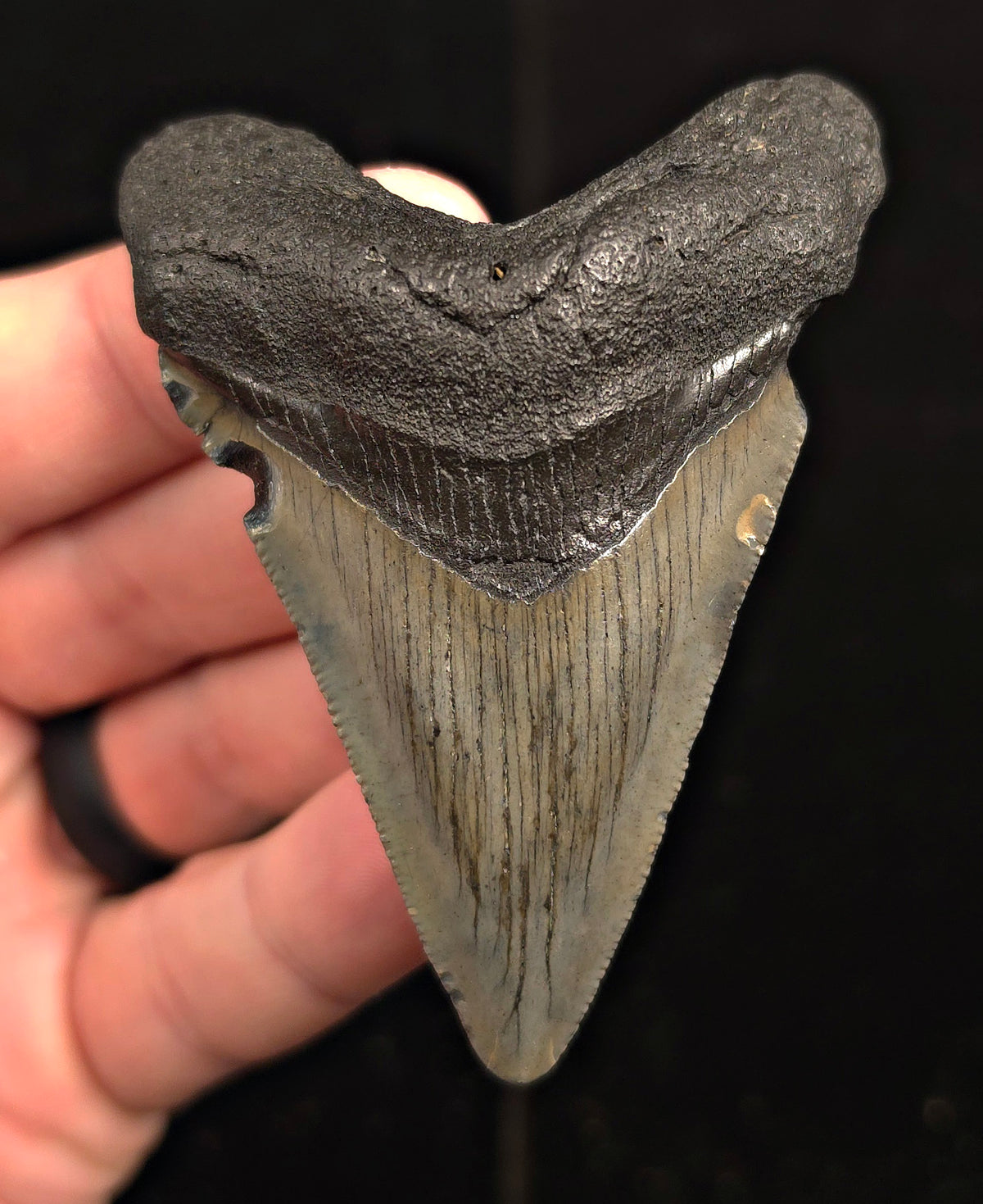 Authentic, 3.01" Fossil Megalodon Tooth - Charleston, South Carolina