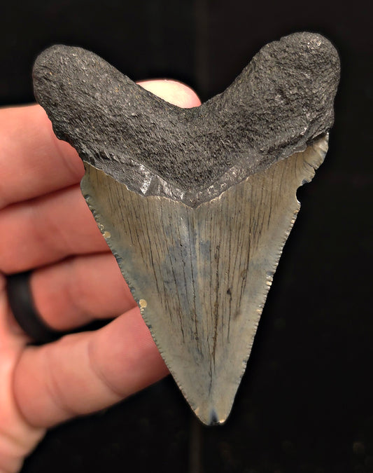 Authentic, 3.01" Fossil Megalodon Tooth - Charleston, South Carolina