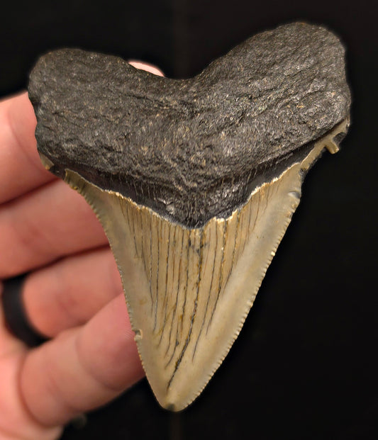 Authentic, 2.96" Fossil Megalodon Tooth - Meg Ledge, North Carolina