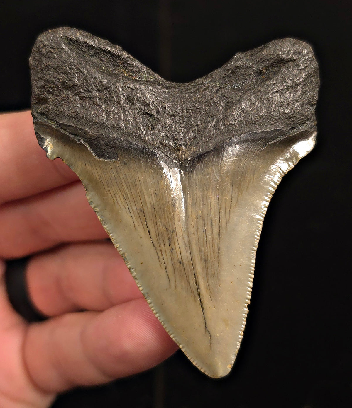 Authentic, 2.96" Fossil Megalodon Tooth - Meg Ledge, North Carolina