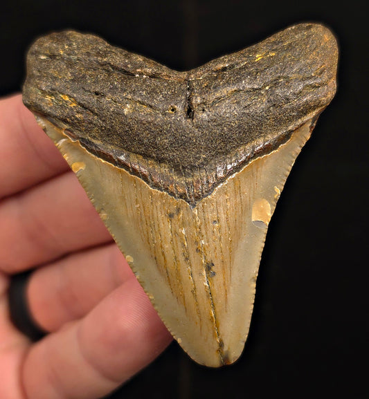 Authentic, 2.80" Fossil Megalodon Tooth - Meg Ledge, North Carolina