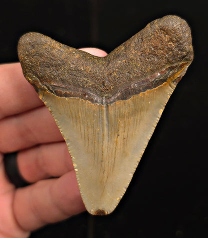 Authentic, 2.80" Fossil Megalodon Tooth - Meg Ledge, North Carolina
