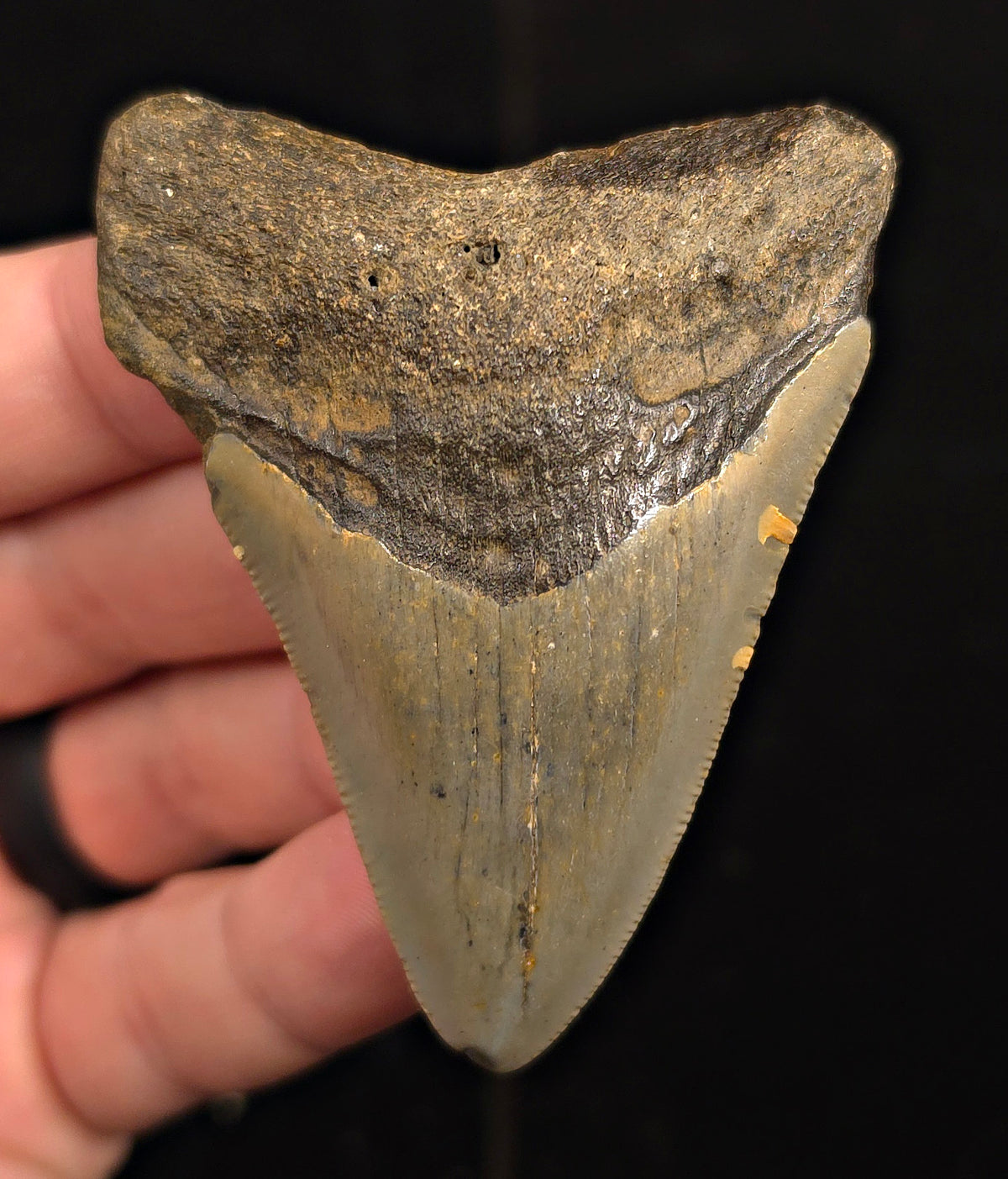 Authentic, 2.81" Fossil Megalodon Tooth - Meg Ledge, North Carolina