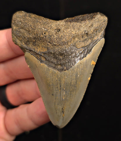 Authentic, 2.81" Fossil Megalodon Tooth - Meg Ledge, North Carolina
