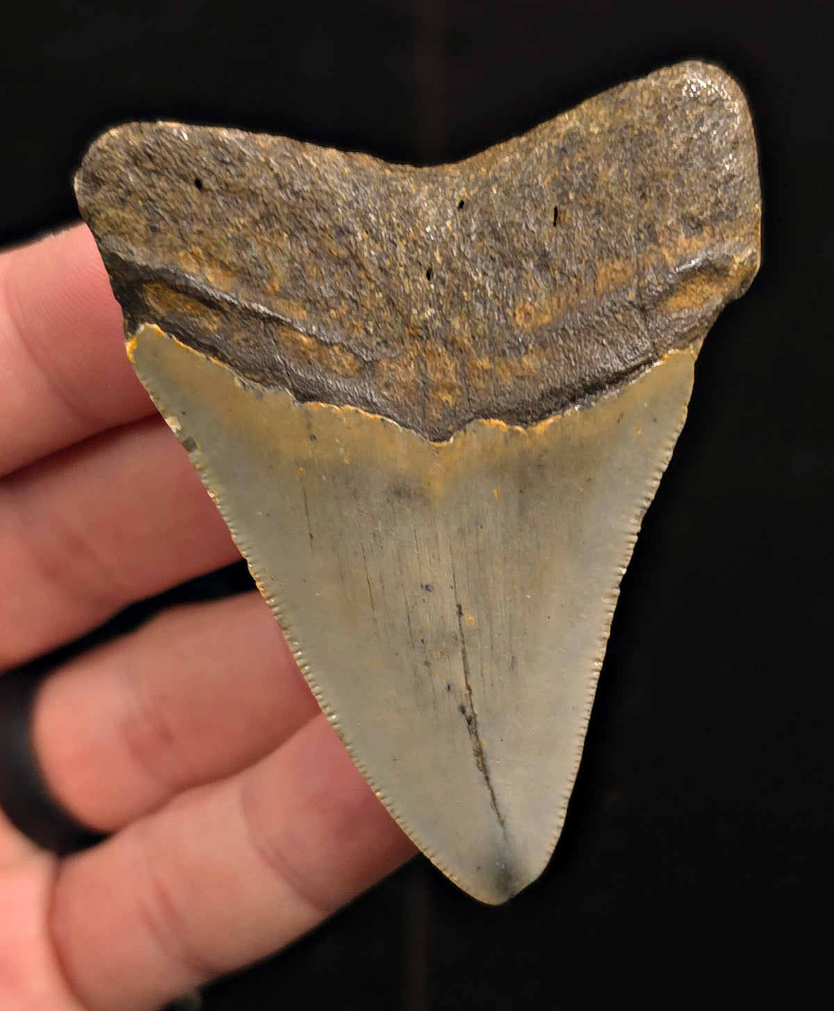 Authentic, 2.81" Fossil Megalodon Tooth - Meg Ledge, North Carolina