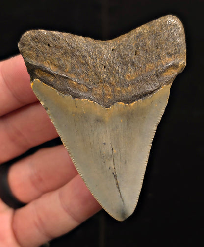 Authentic, 2.81" Fossil Megalodon Tooth - Meg Ledge, North Carolina