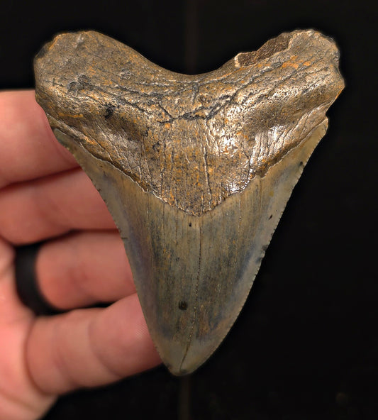 Authentic, 2.88" Fossil Megalodon Tooth - Meg Ledge, North Carolina