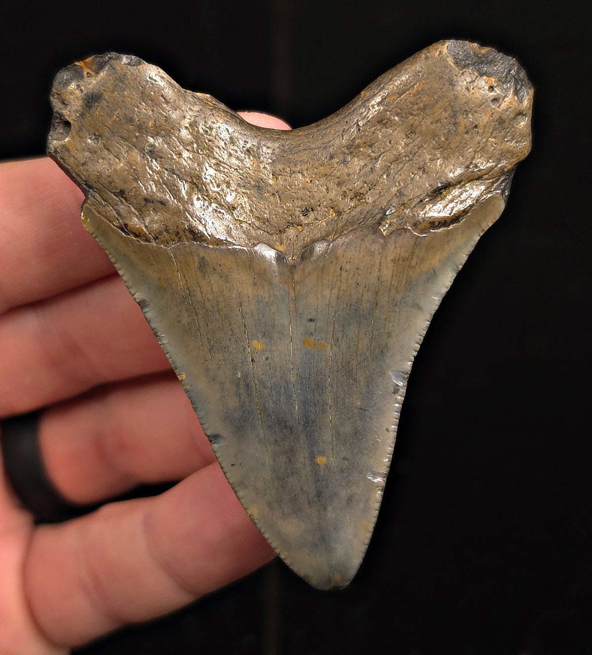 Authentic, 2.88" Fossil Megalodon Tooth - Meg Ledge, North Carolina