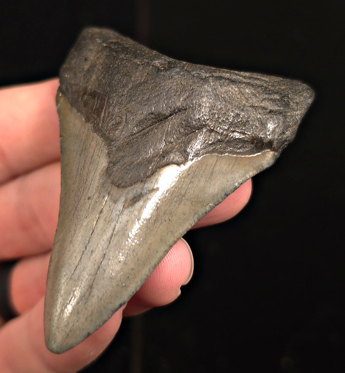 Bite Marked, 2.93" Fossil Megalodon Tooth - Charleston, South Carolina