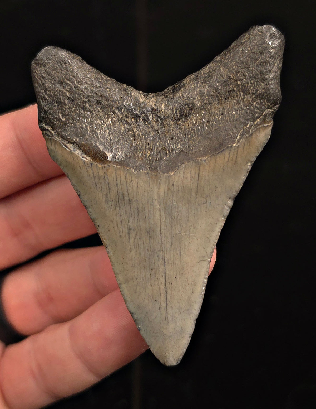 Bite Marked, 2.93" Fossil Megalodon Tooth - Charleston, South Carolina