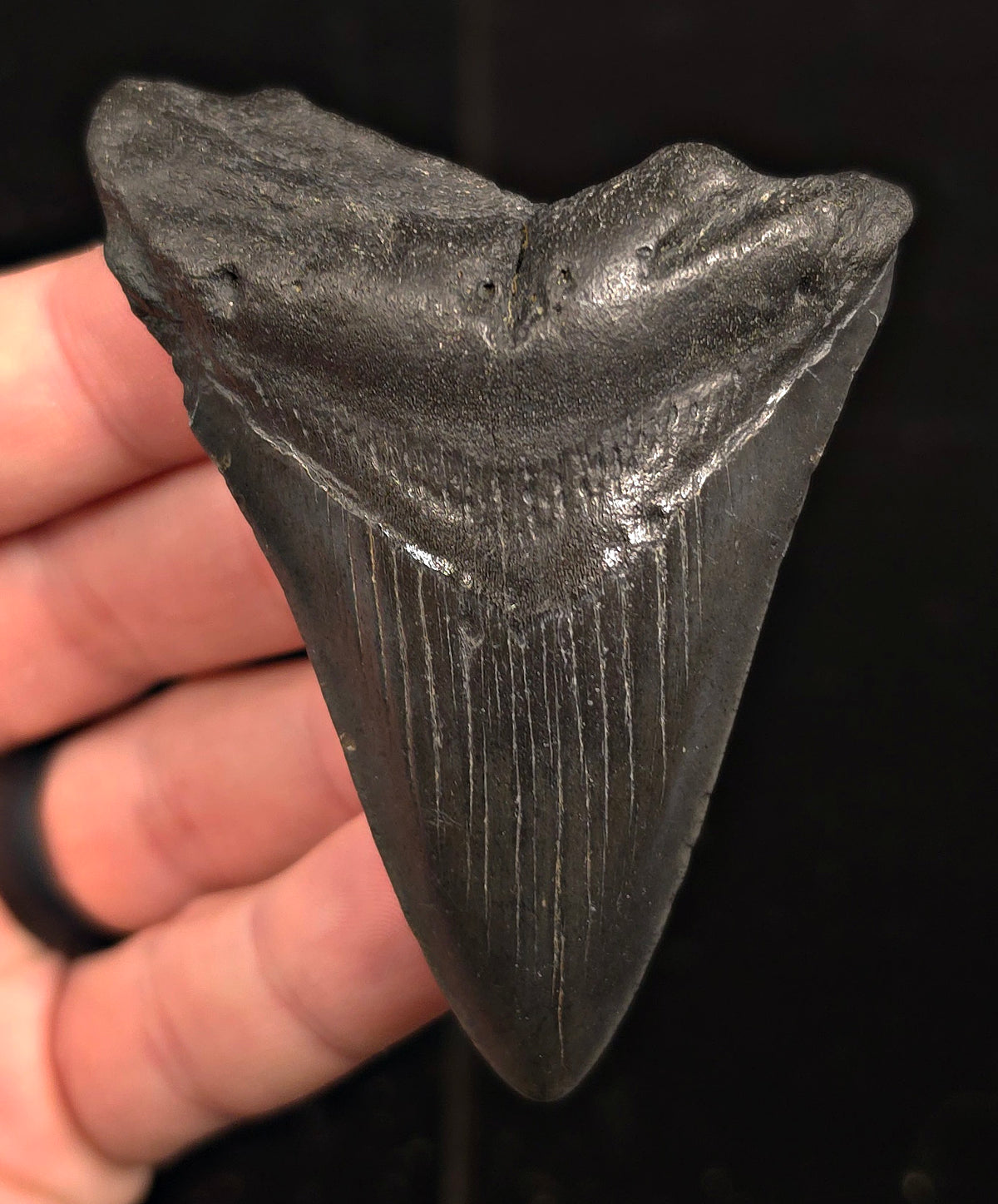 Authentic, 3.10" Fossil Megalodon Tooth - Charleston, South Carolina