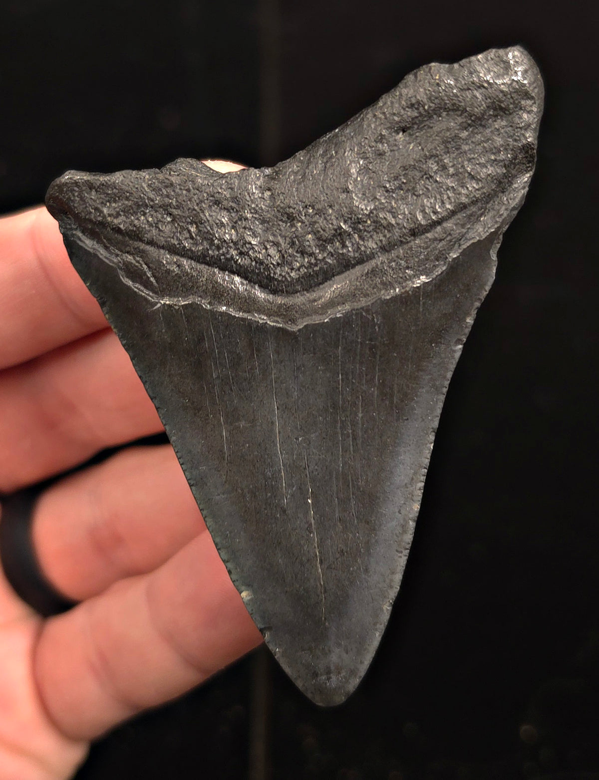 Authentic, 3.10" Fossil Megalodon Tooth - Charleston, South Carolina