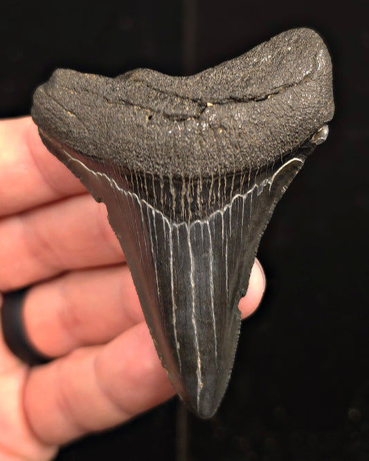 Authentic, 2.94" Fossil Megalodon Tooth - Charleston, South Carolina