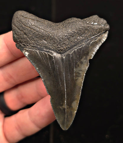 Authentic, 2.94" Fossil Megalodon Tooth - Charleston, South Carolina